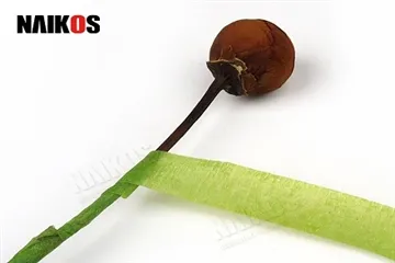 Kuidas kasutada lillelinti varte kinnitamiseks